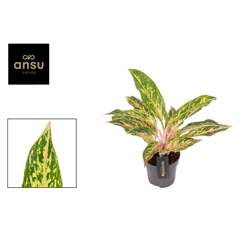 Aglaonema Twiggy Red.