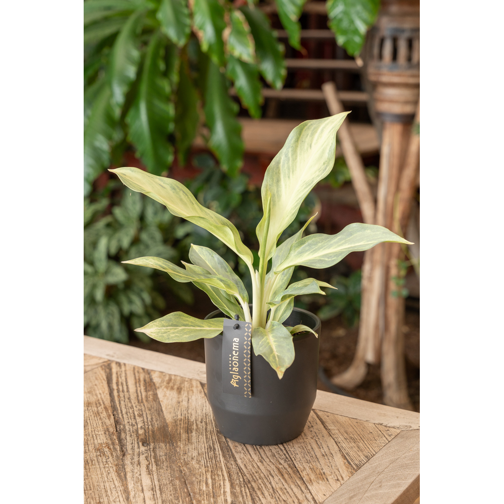 Aglaonema Aqua Green.