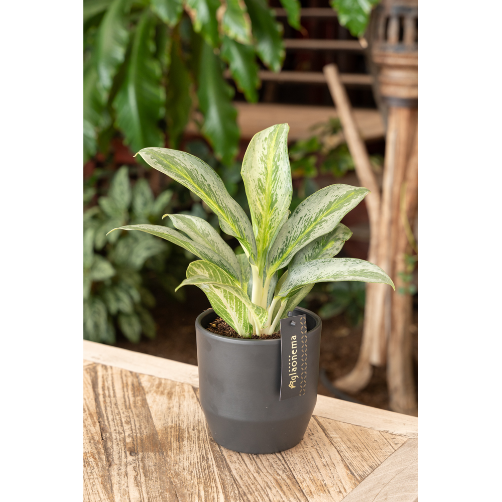 Aglaonema Emerald Stone.