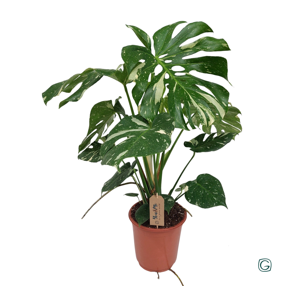 Monstera Thai Constell. 2stek p21.