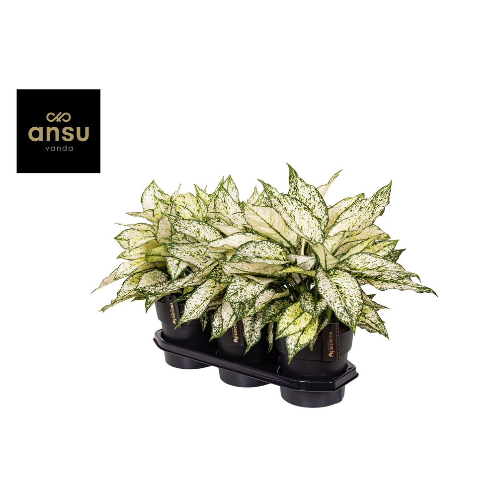 Aglaonema White Kiwi.