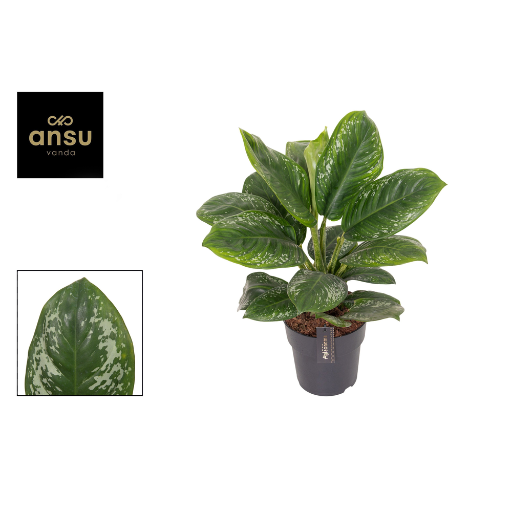 Aglaonema Onyx Green.