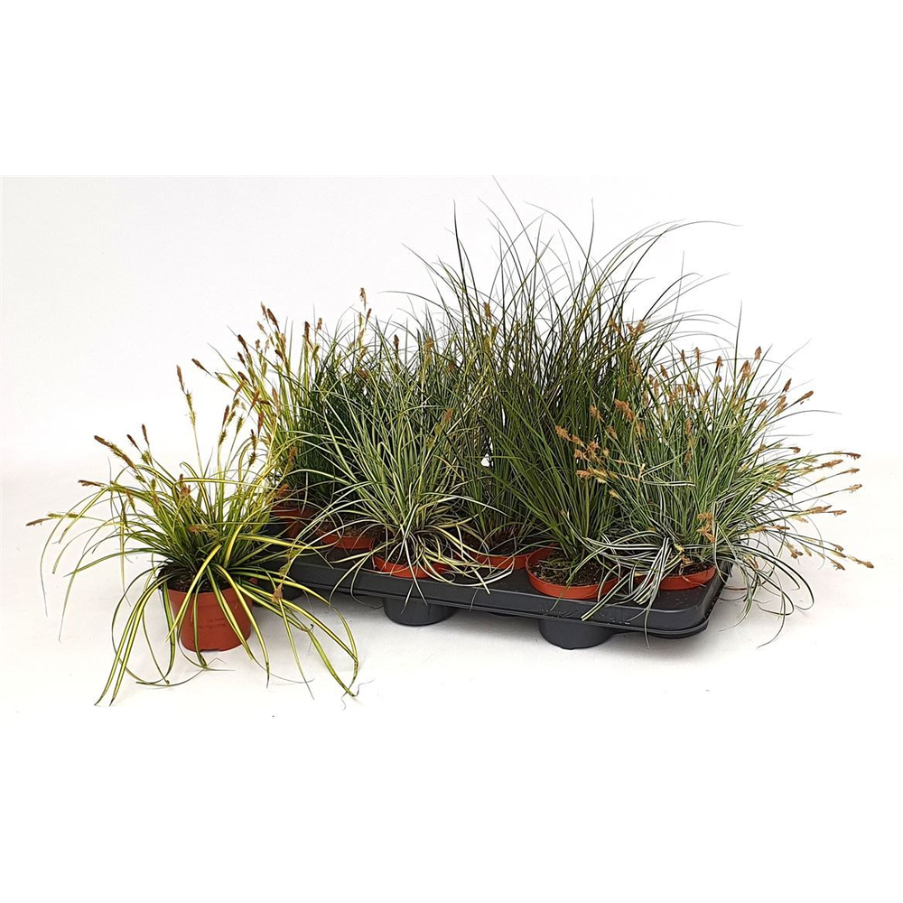 Carex Gemengd.