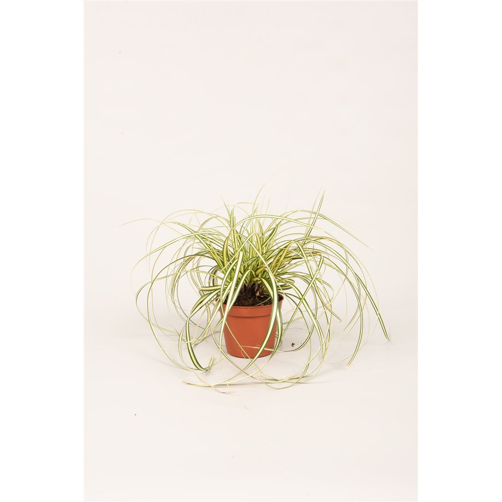 Carex hach. 'Evergold'.