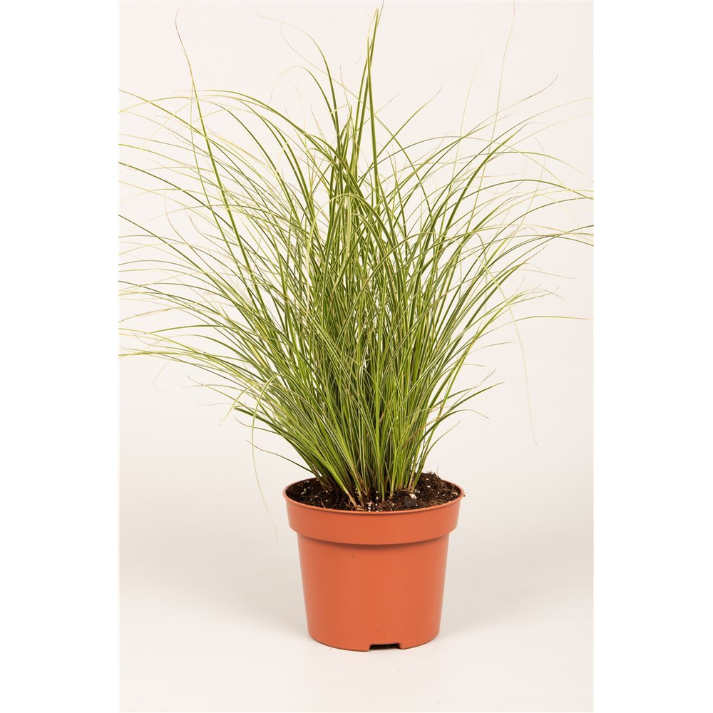 Carex brun. 'Jubilo'®.
