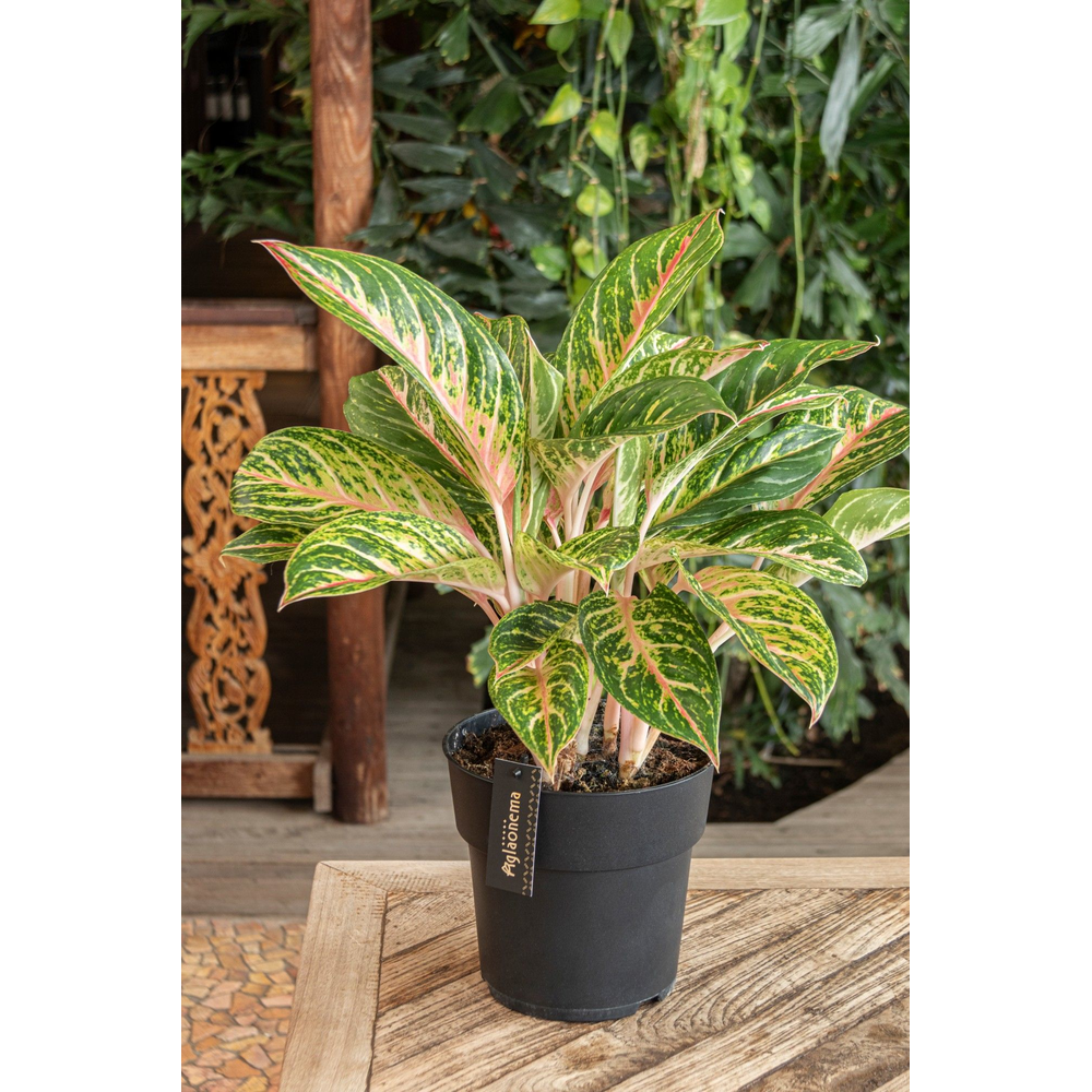 Aglaonema Coco Melon.