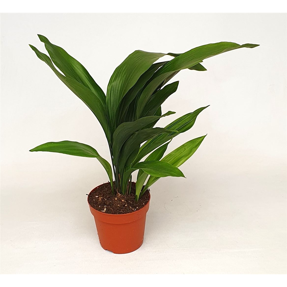 Aspidistra elatior.