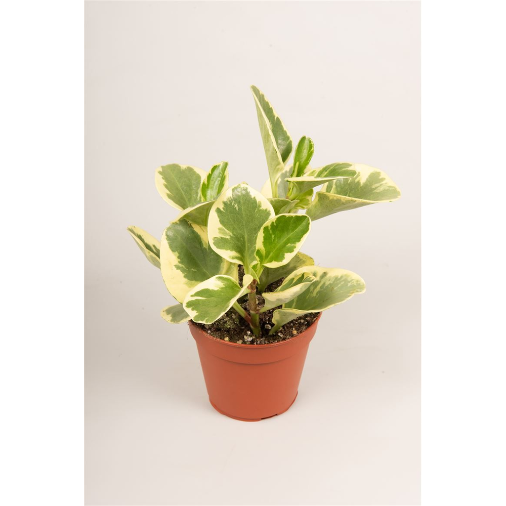 Peperomia obt. U. S. A..