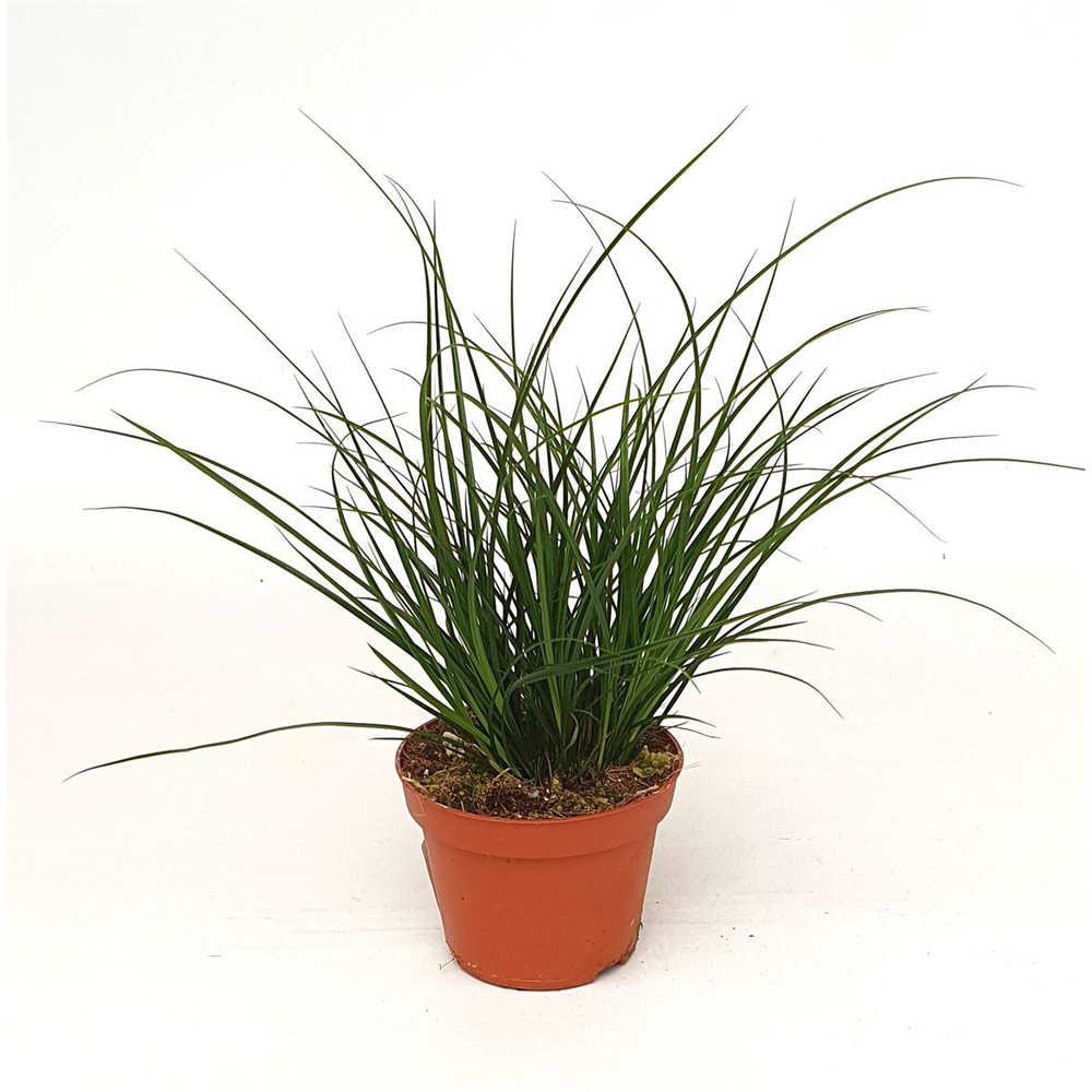 Carex Brunnea.