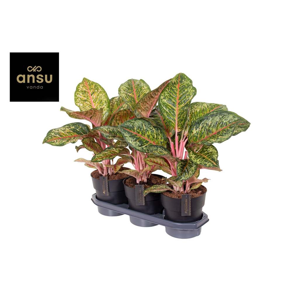 Aglaonema Carnival Queen.