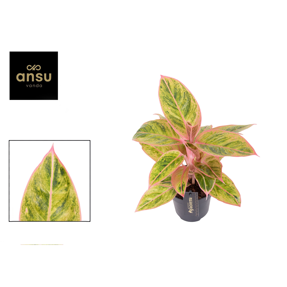 Aglaonema Salmon Fantasy.