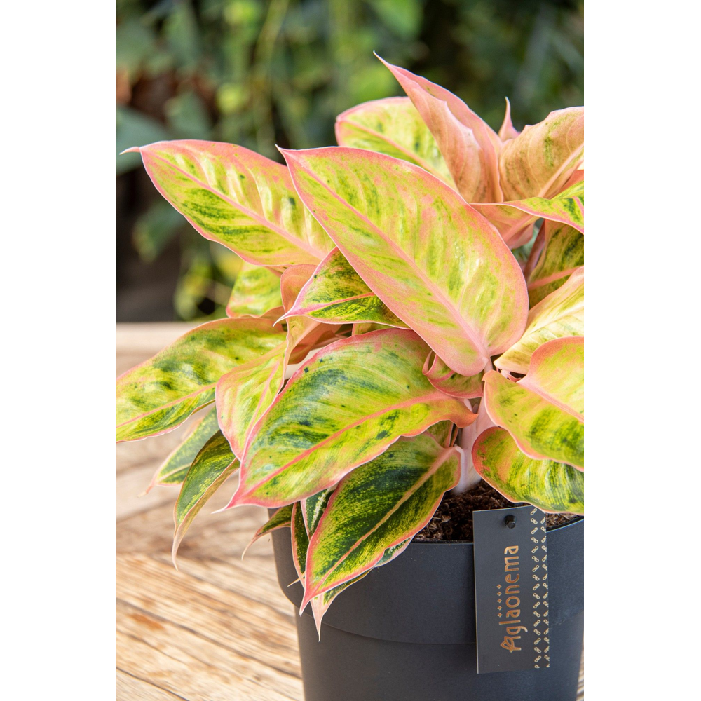 Aglaonema Salmon Fantasy.