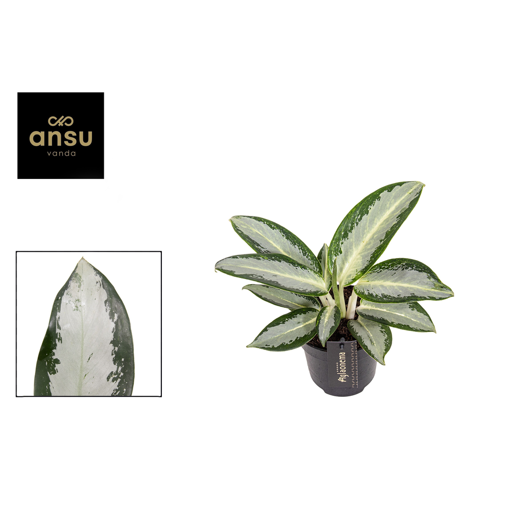 Aglaonema Silver Blue.