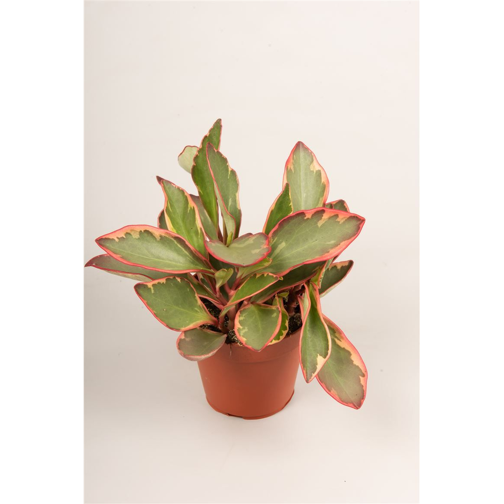 Peperomia clusifolia 'Jellie'.