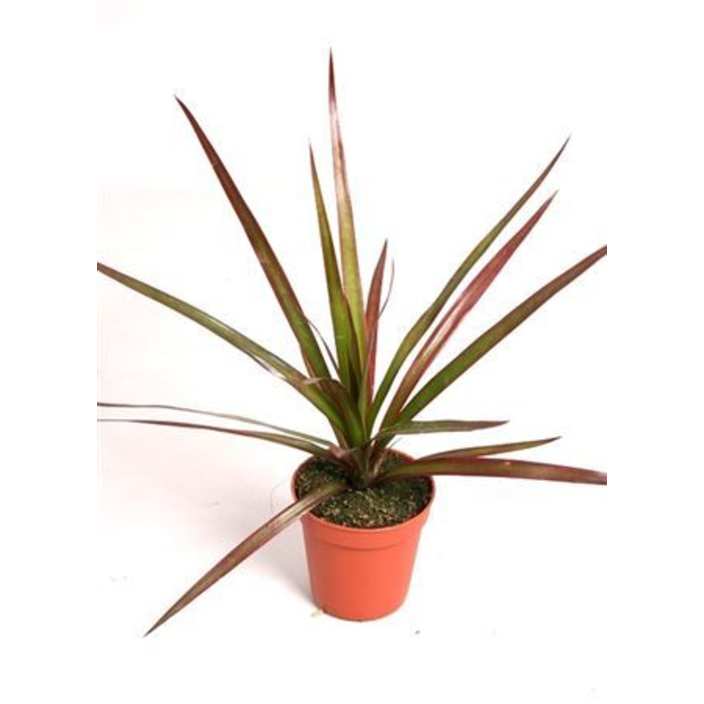 Dracaena marg. 'Magenta'.