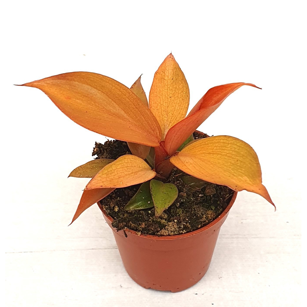 Philodendron 'Mccolleys finale'.