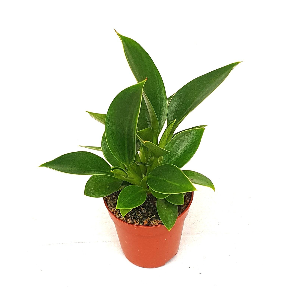 Philodendron 'Congo Apple'.