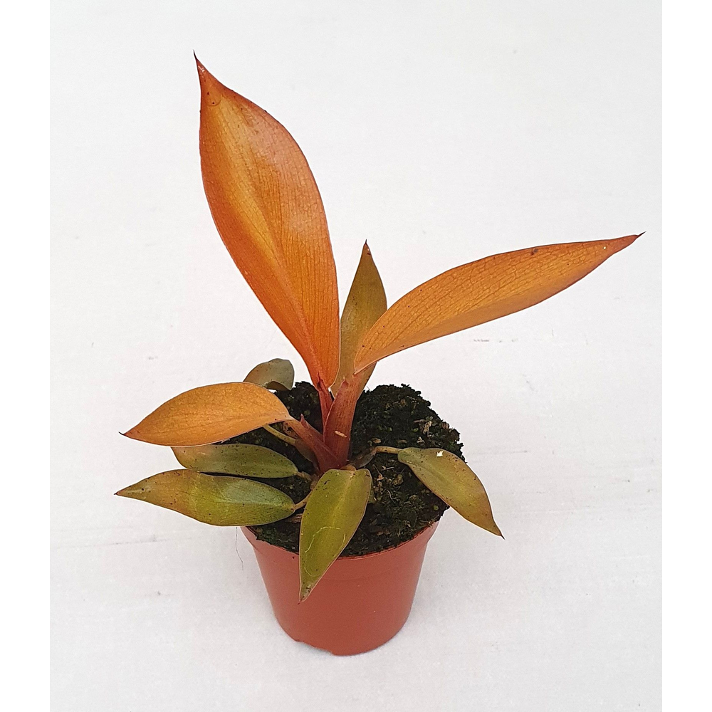 Philodendron 'Black Cardinal' hybride.