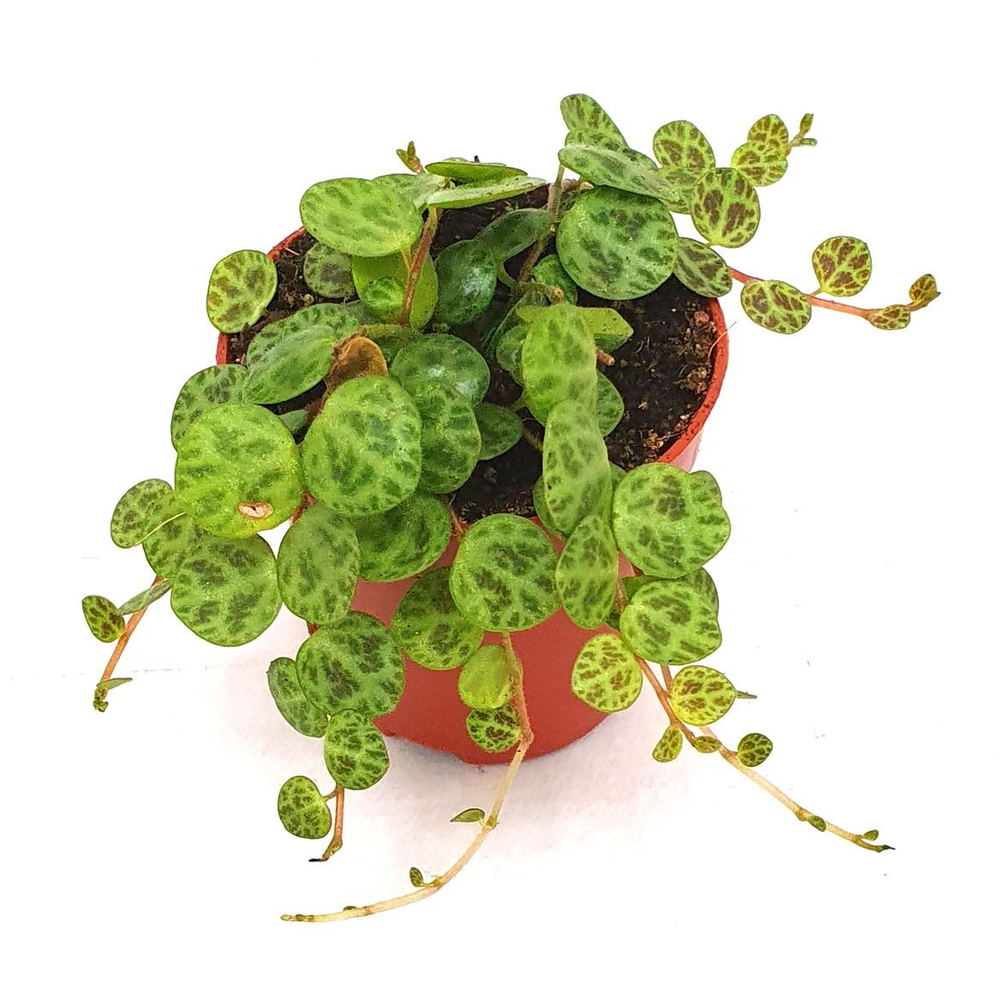 Peperomia 'String of Turtle'.