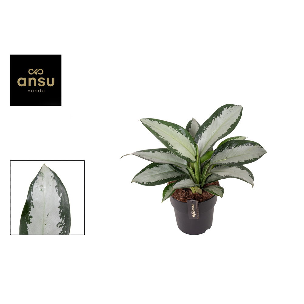 Aglaonema Silver Blue.