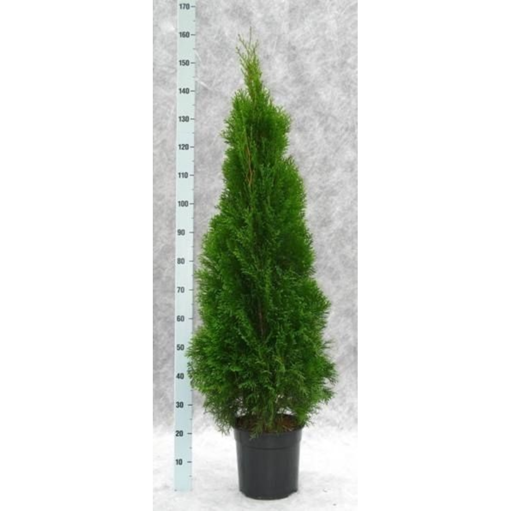 Thuja occidentalis 'Smaragd'.