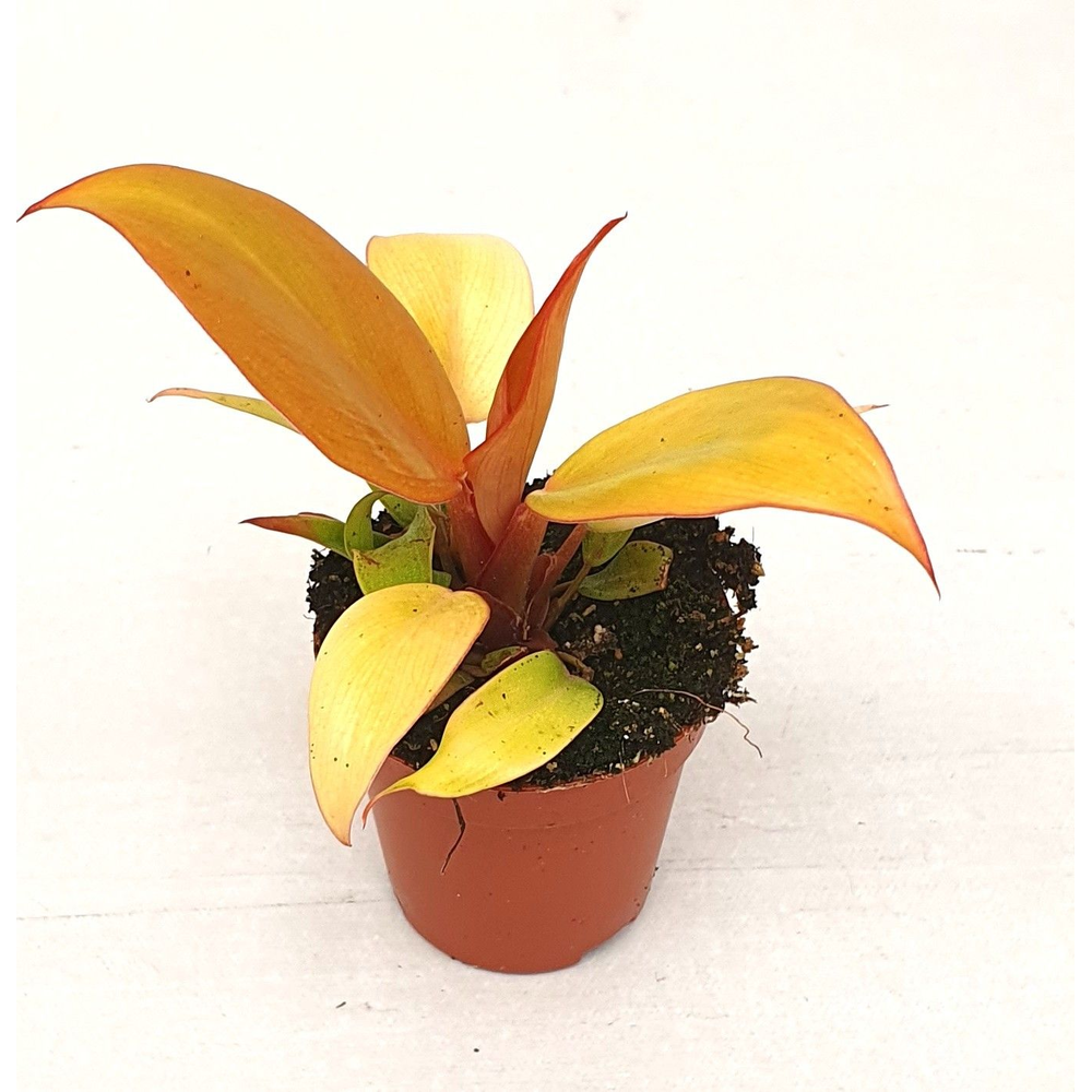 Philodendron 'Prince of Orange'.