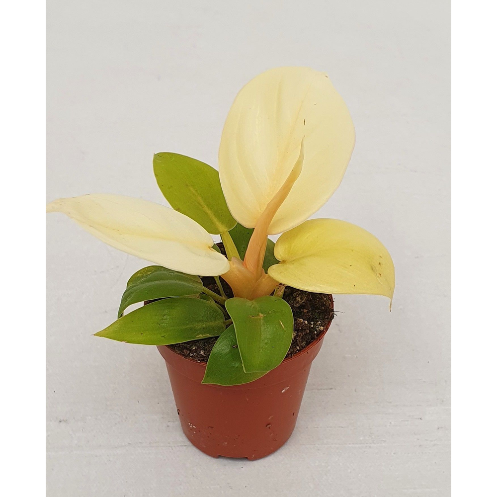 Philodendron 'Melinonii'gold.