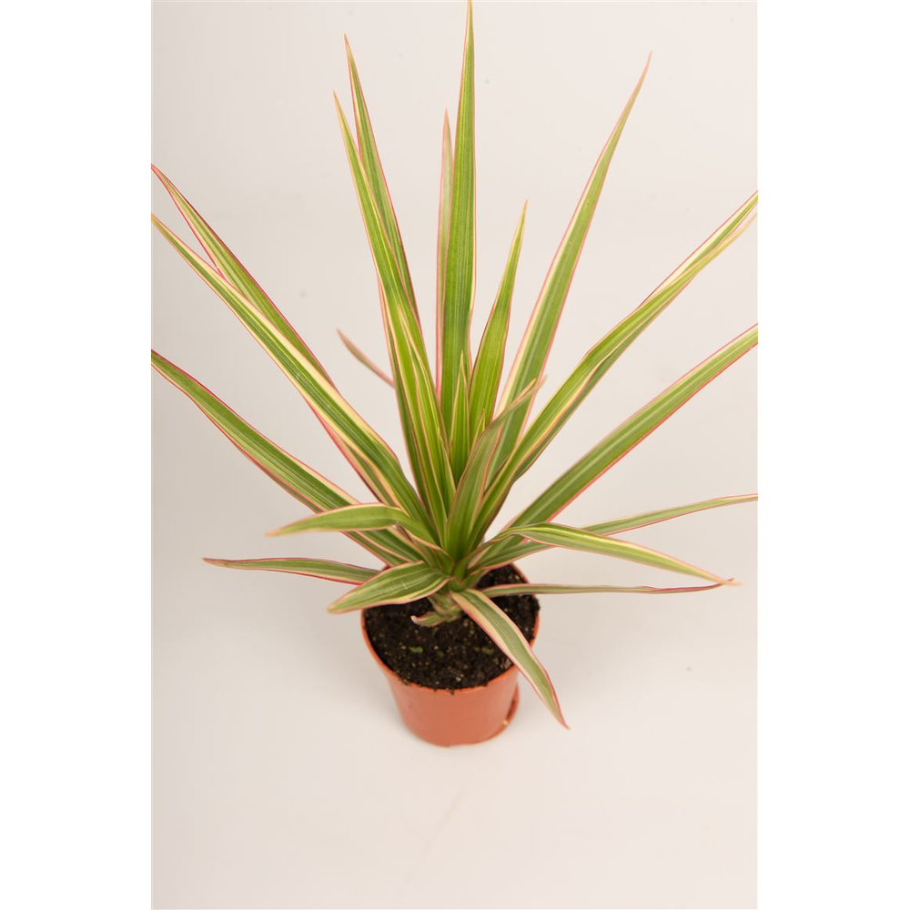 Dracaena marg. 'Bicolor'.