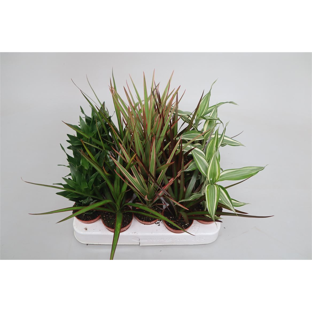Dracaena gemengd Mini.