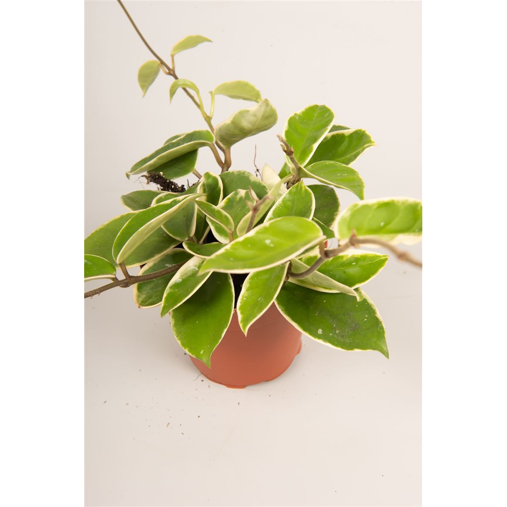 Hoya carnosa 'Krimson Queen'.