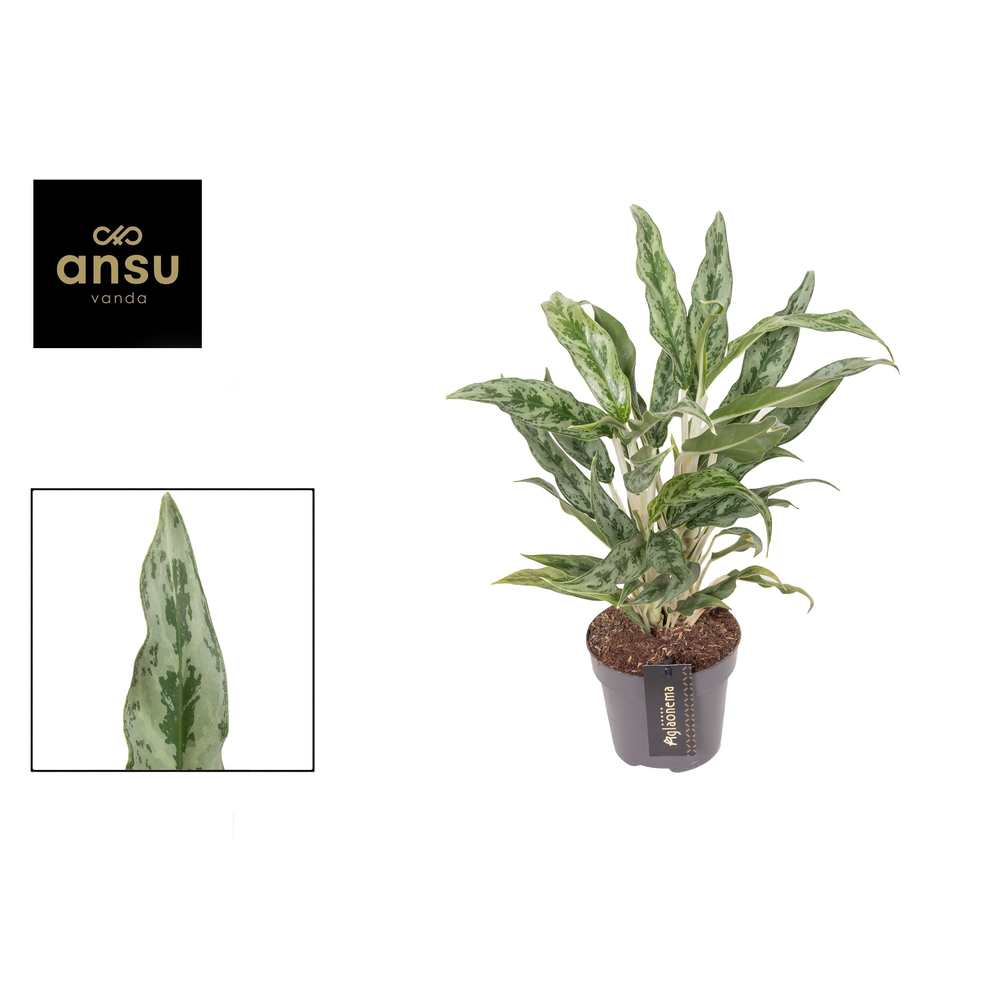 Aglaonema Greyhound.