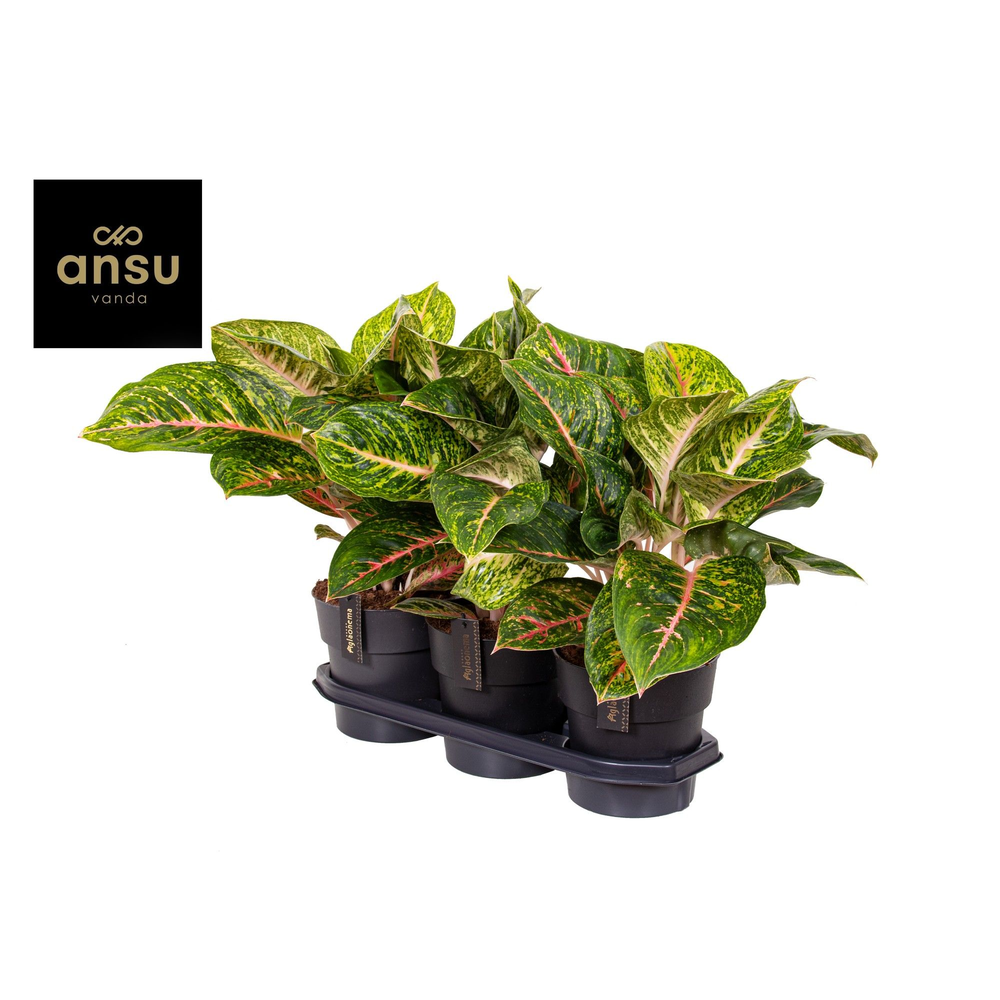 Aglaonema Spring Red.