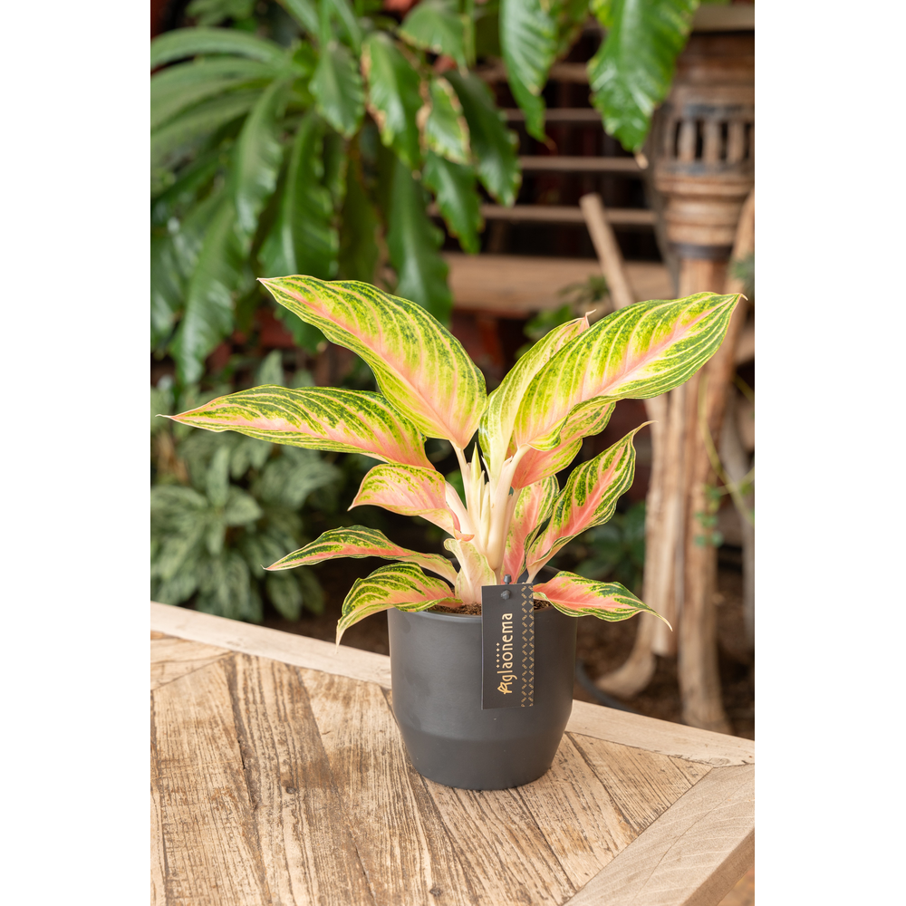 Aglaonema Eyecatcher.