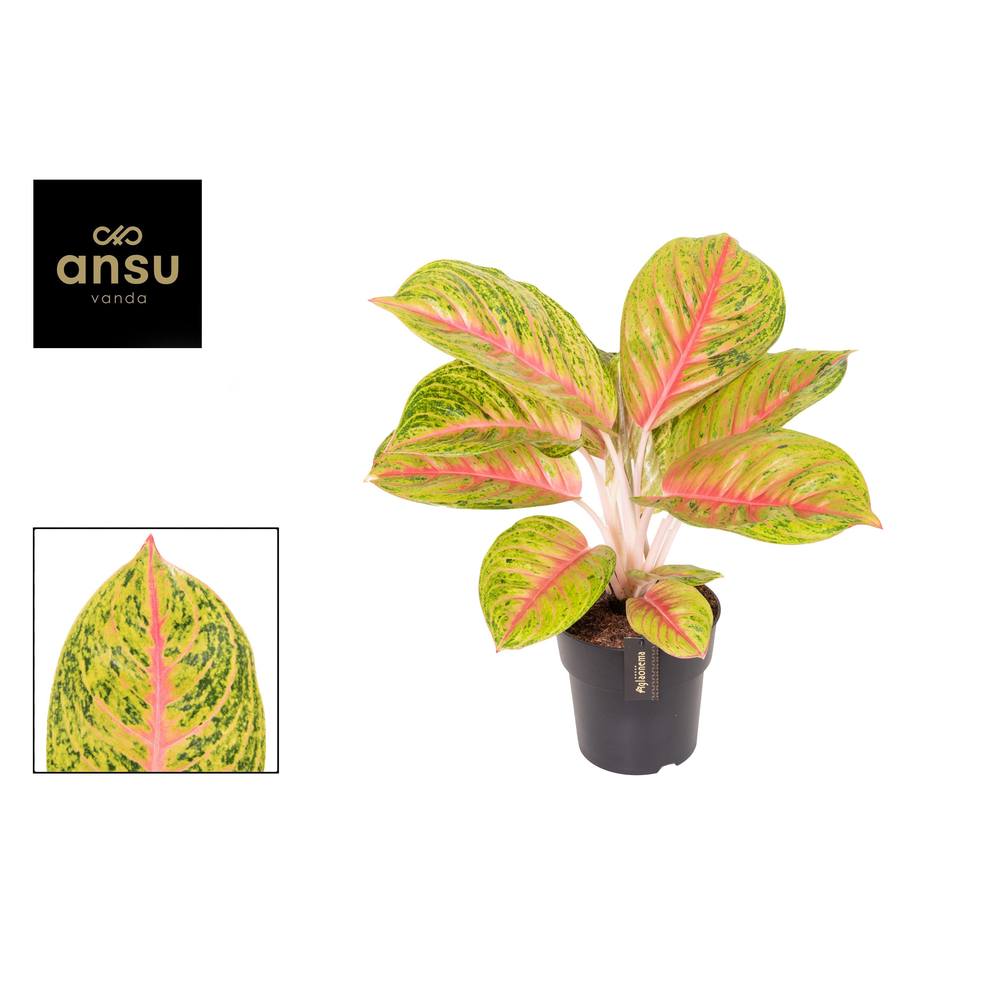 Aglaonema Grand Blossom.