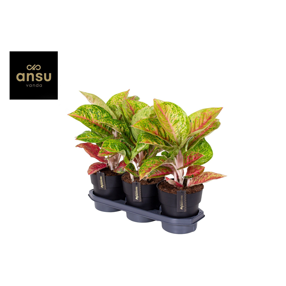 Aglaonema Grand Poppy.