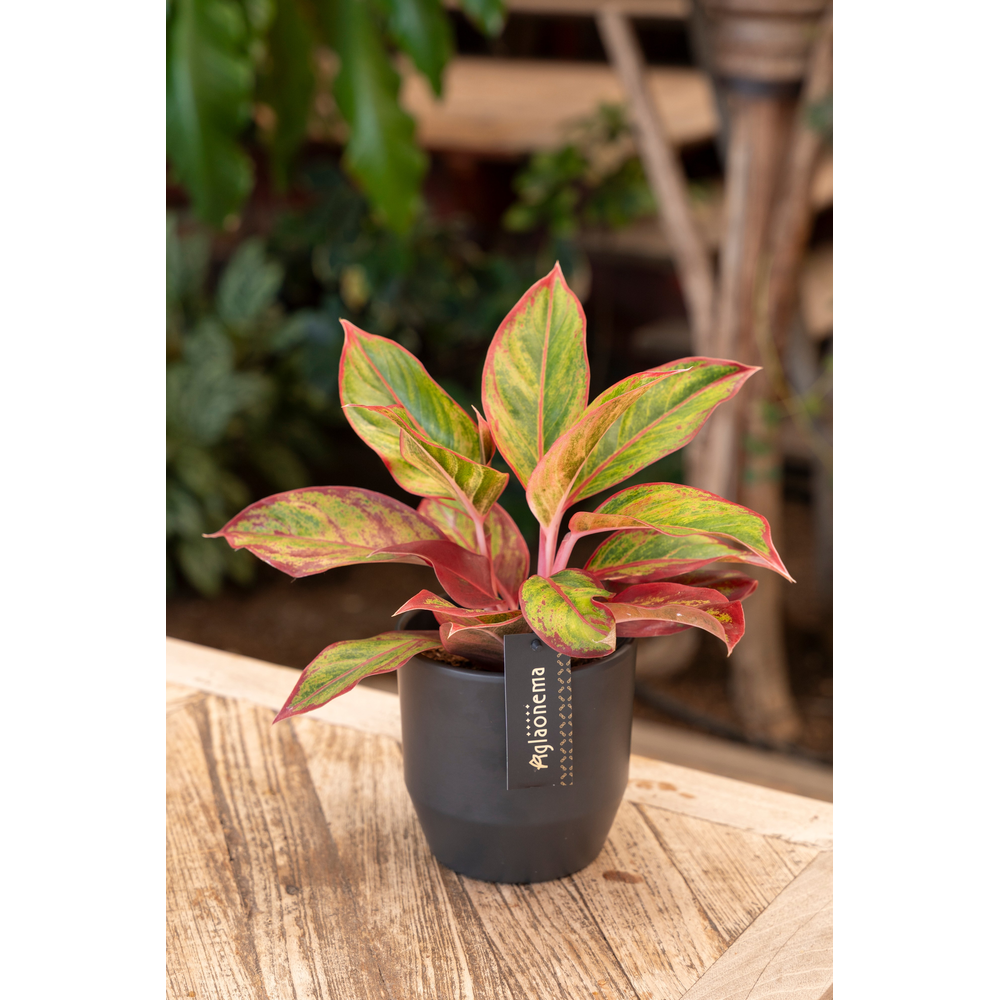 Aglaonema Jungle Lava.