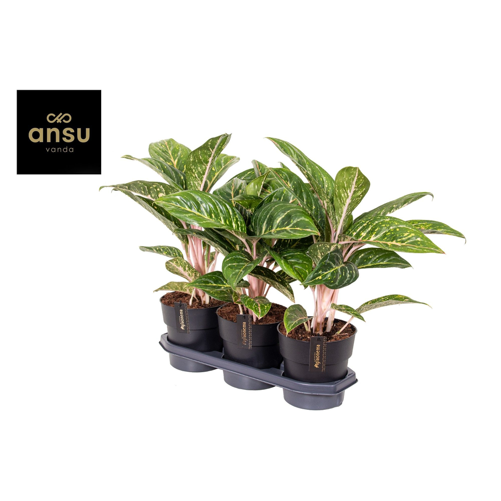 Aglaonema Coco Green.