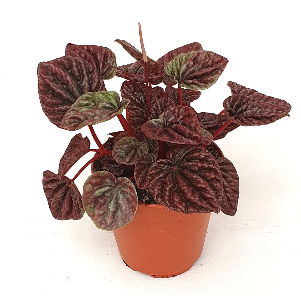 Peperomia caperata luna Red.