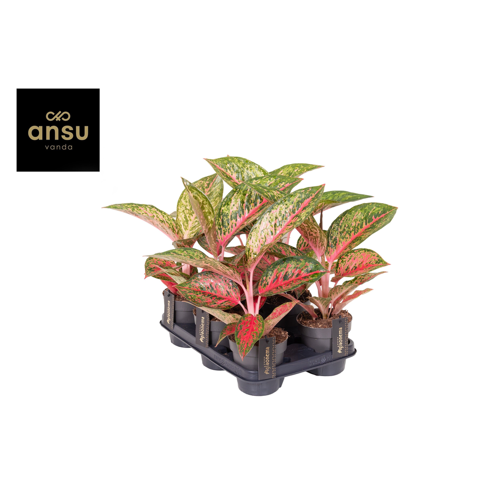 Aglaonema Lychee Red.