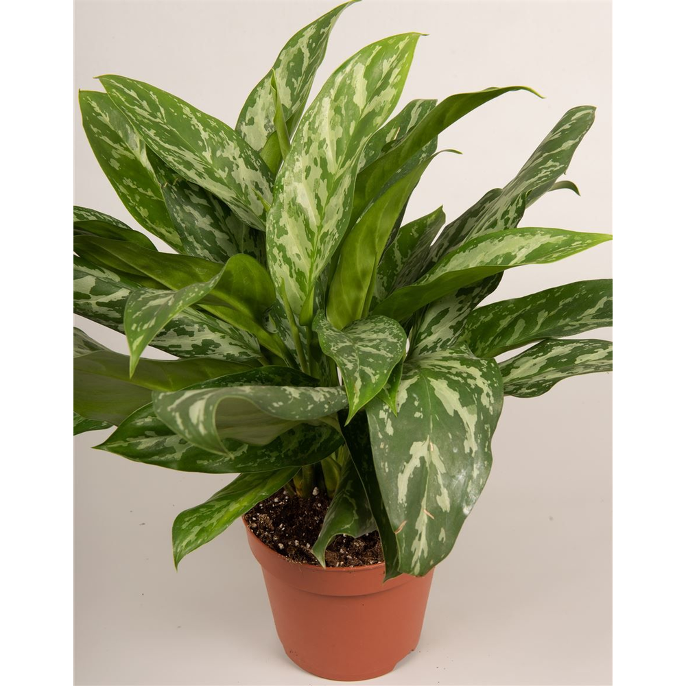 Aglaonema 'Green Lady'.