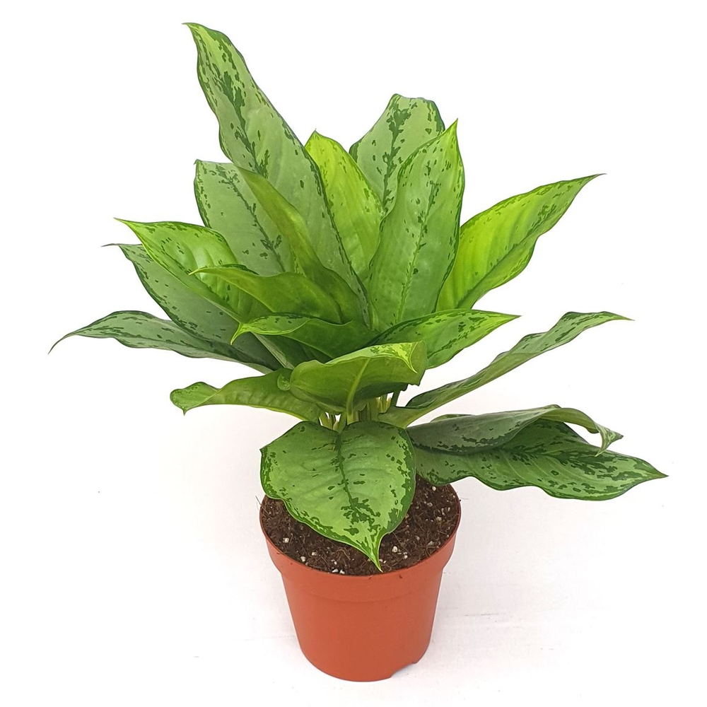 Aglaonema 'Freedman'.