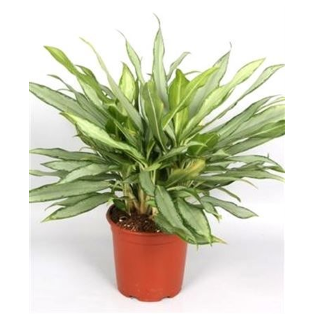 Aglaonema 'White Lance'.