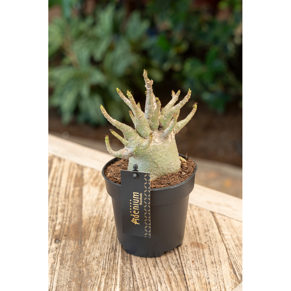 Adenium "Ansu" Baobab.