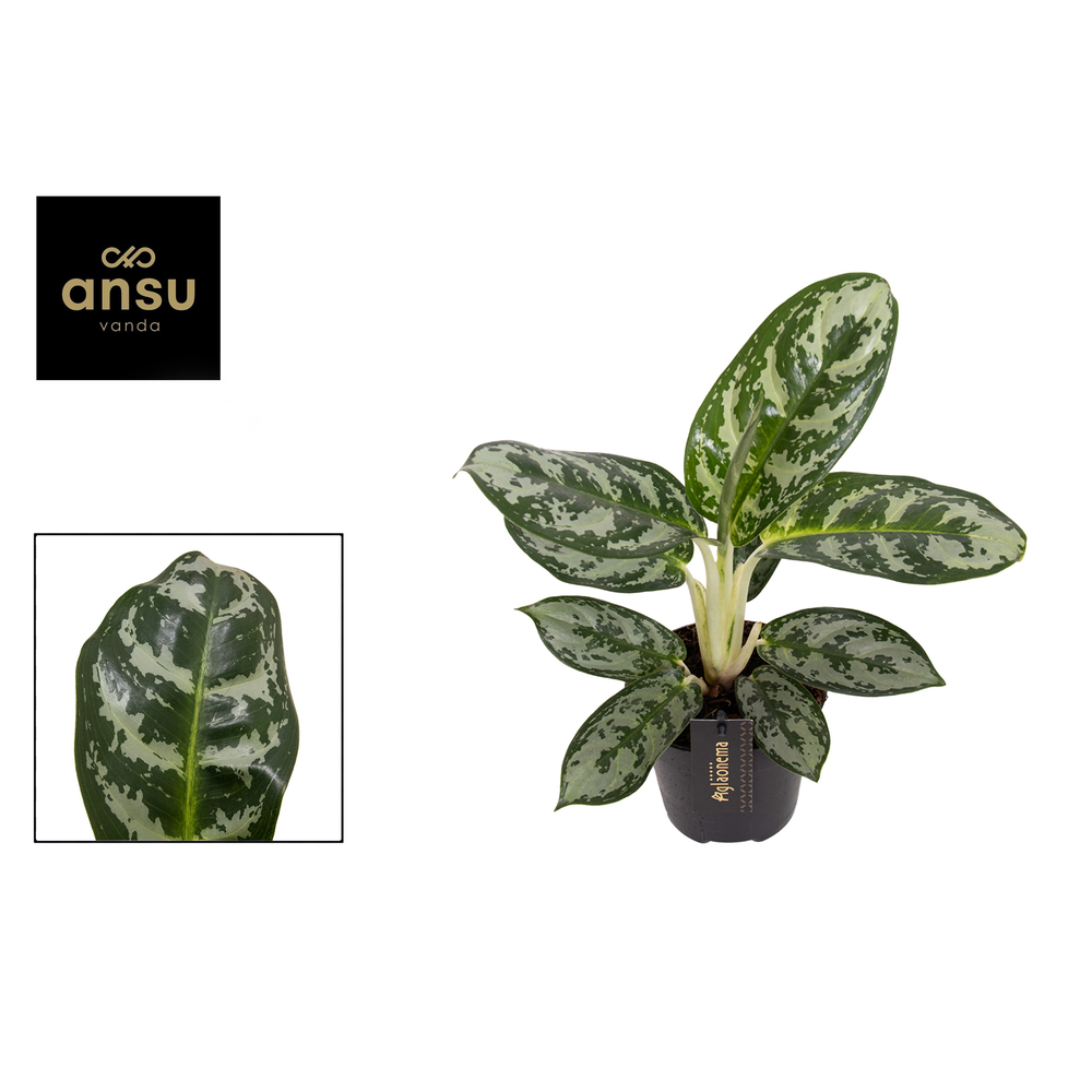 Aglaonema Amazon Silver.