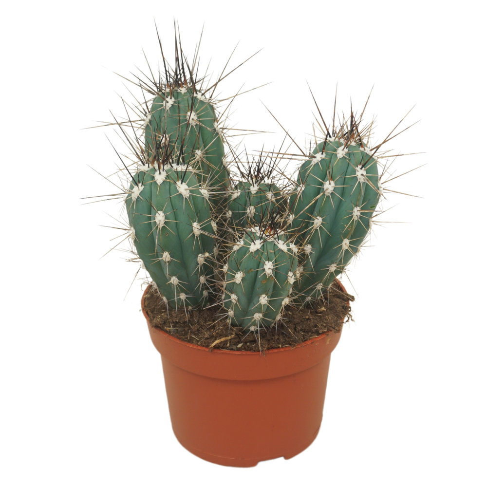 Stetsonia coryne 13 cm.