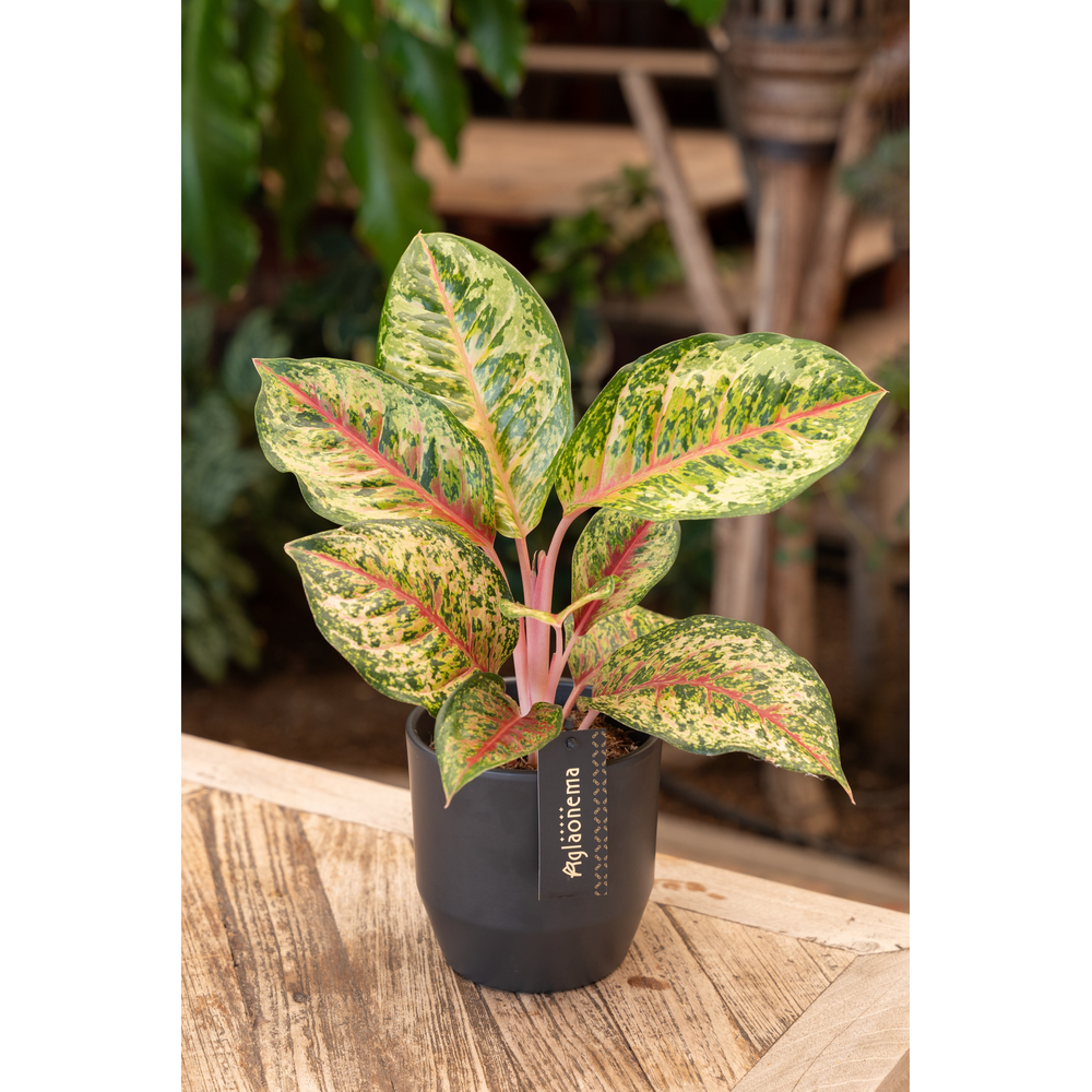 Aglaonema Carnival Queen.