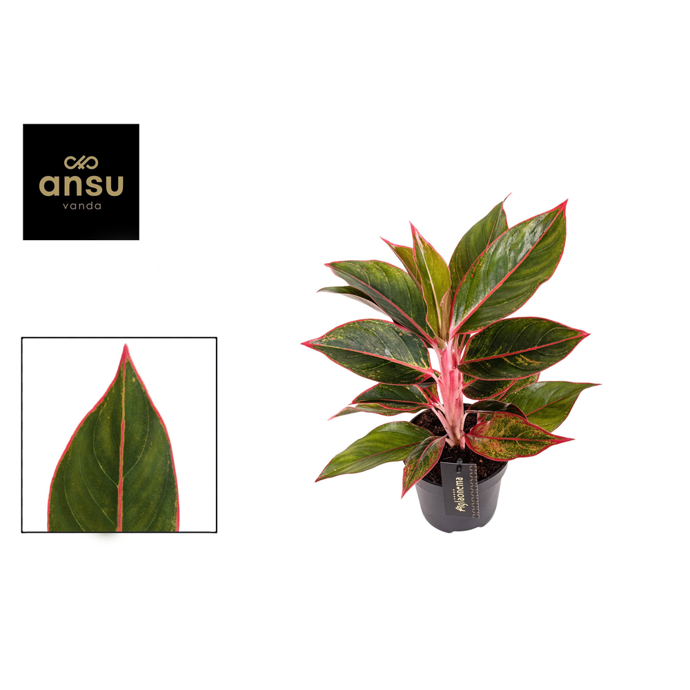 Aglaonema Jungle Red.