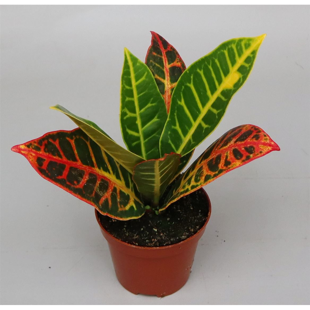 Codiaeum var. 'Petra'.