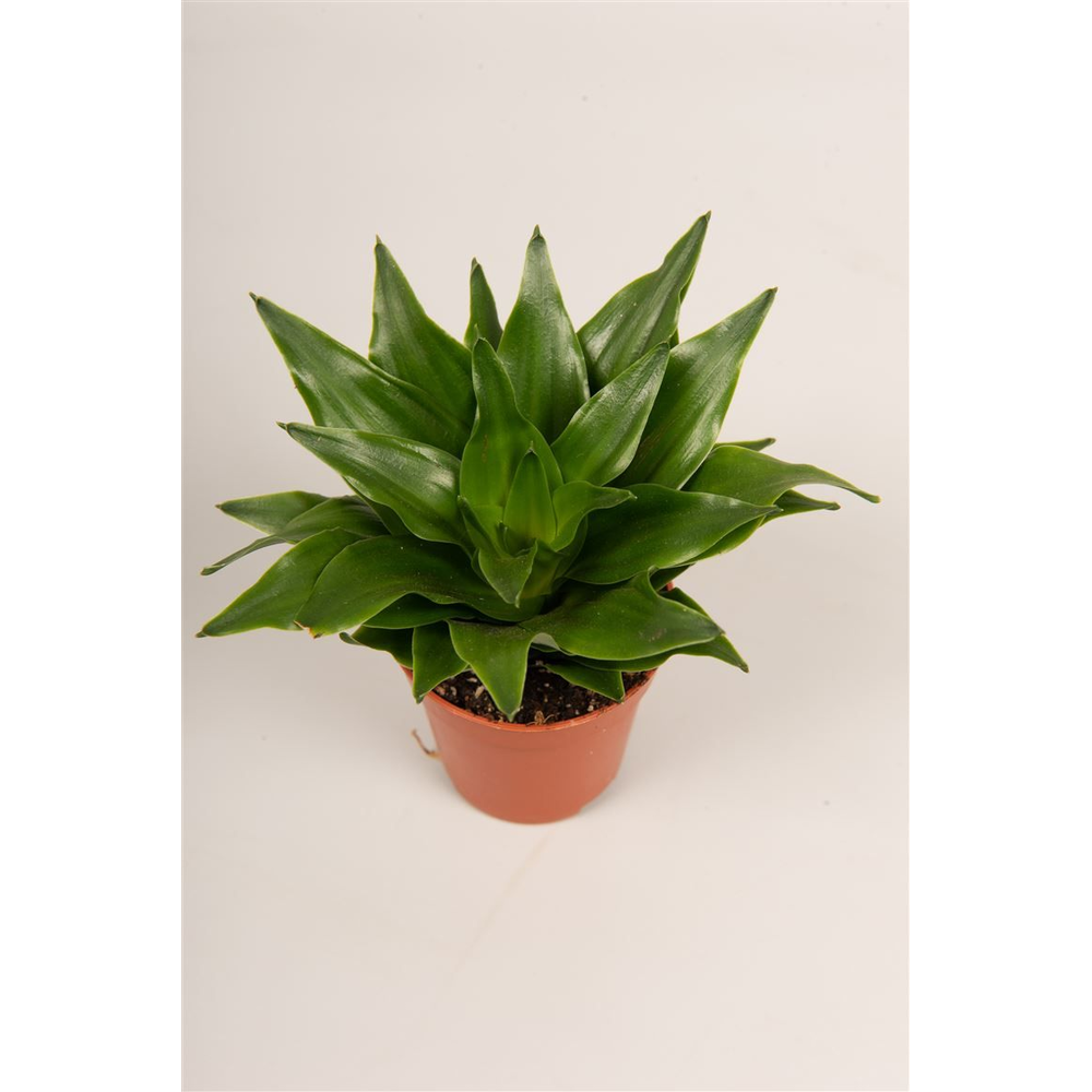 Dracaena fra. 'Pequena'.
