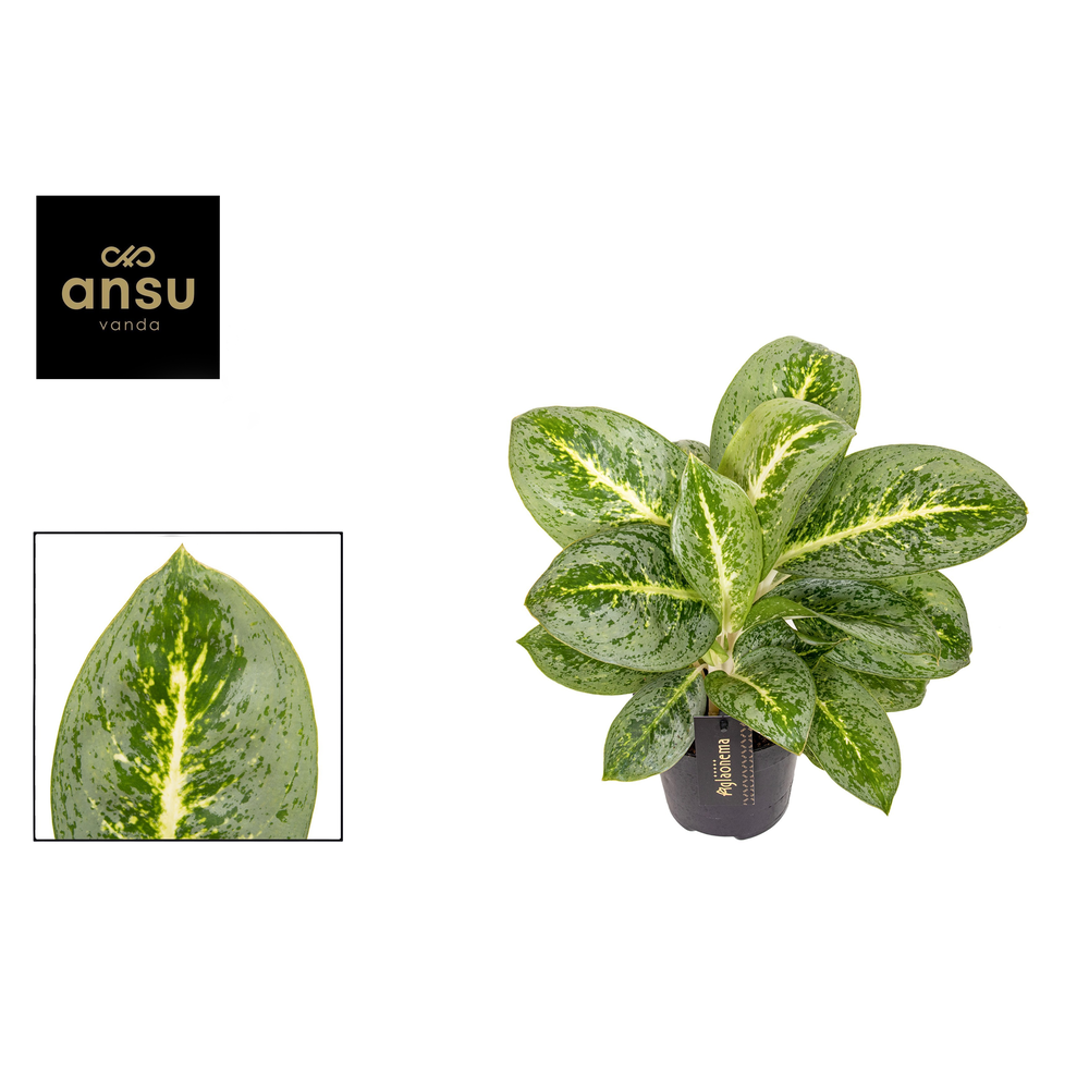 Aglaonema Lemon Mint.